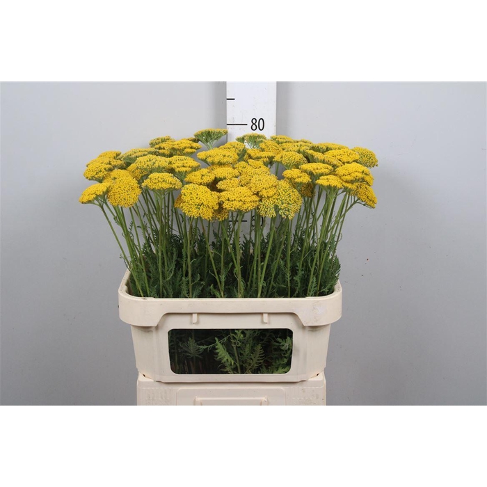 <h4>Achil F Parker Variety</h4>