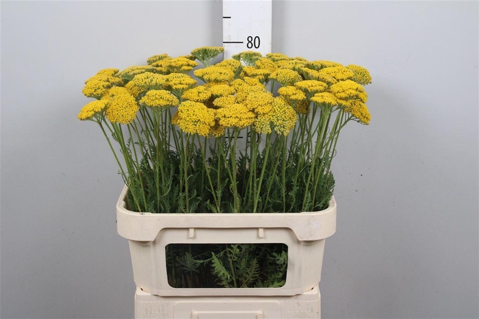 Achil F Parker Variety