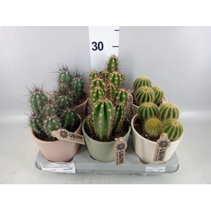 Cactus   ...mix