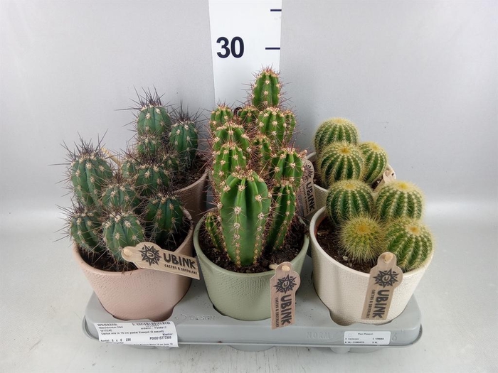 <h4>Cactus   ...mix</h4>