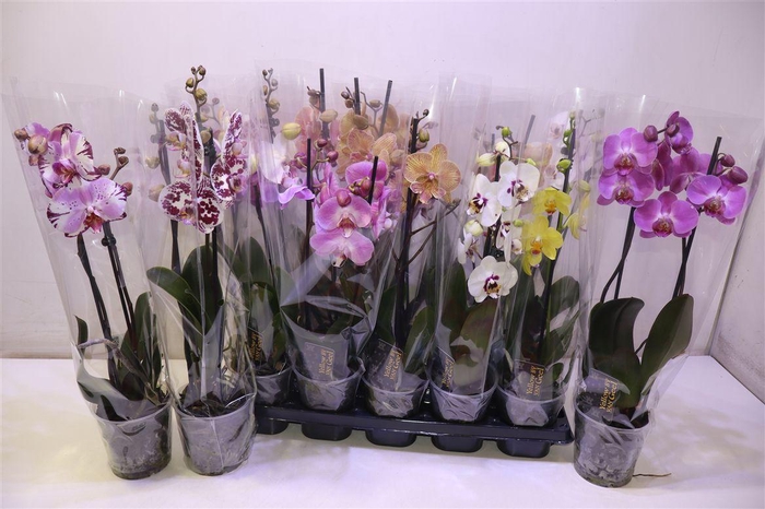 <h4>Phal Gem 5 Kl</h4>