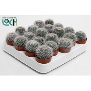 Mammillaria Hahniana