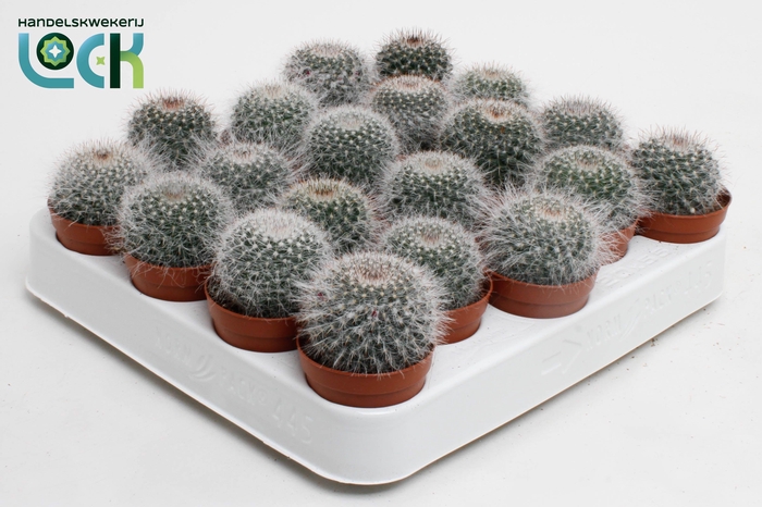 <h4>Mammillaria Hahniana</h4>