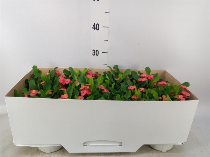 <h4>Euphorbia milii 'Vulcanus'</h4>