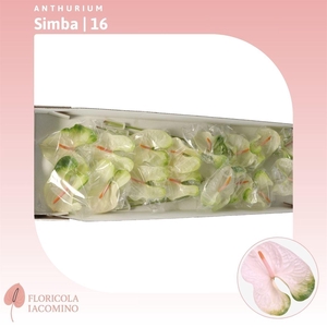 Anthurium Simba