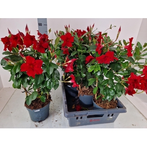 MANDE SUN RED