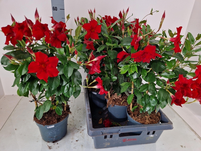 <h4>MANDE SUN RED</h4>