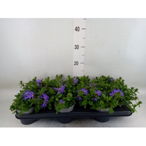 Scaevola aemula 'Blue Fan'