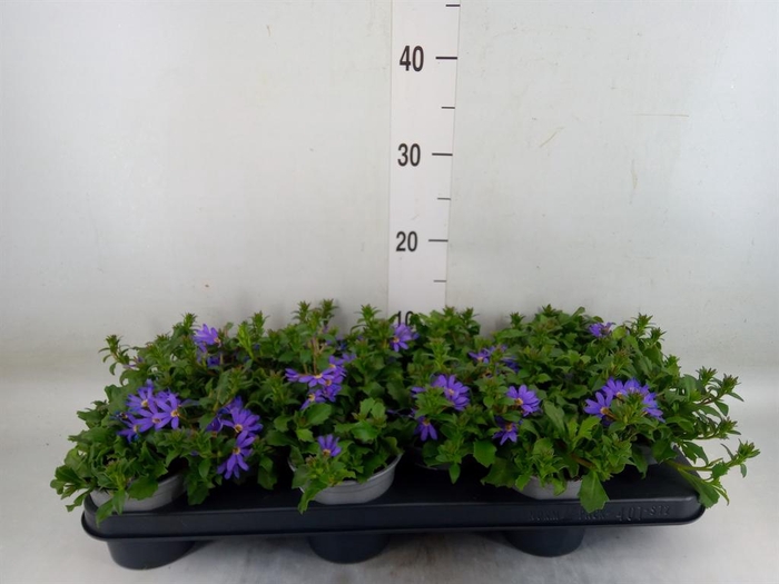 <h4>Scaevola aemula 'Blue Fan'</h4>