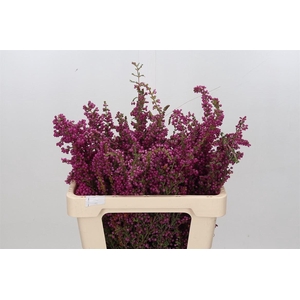 Kaaps Groen Erica Daphnifolia