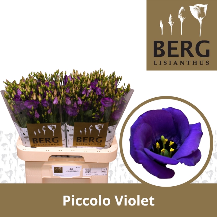 <h4>Lisianthus Piccolo Violet</h4>