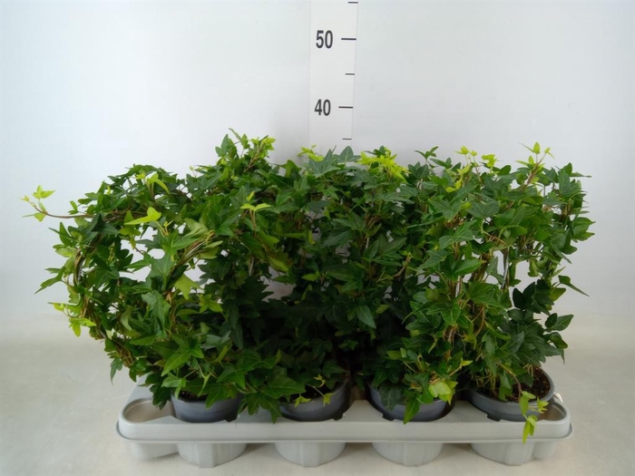<h4>Hedera helix</h4>