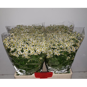 Tanacetum part Single Vegmo
