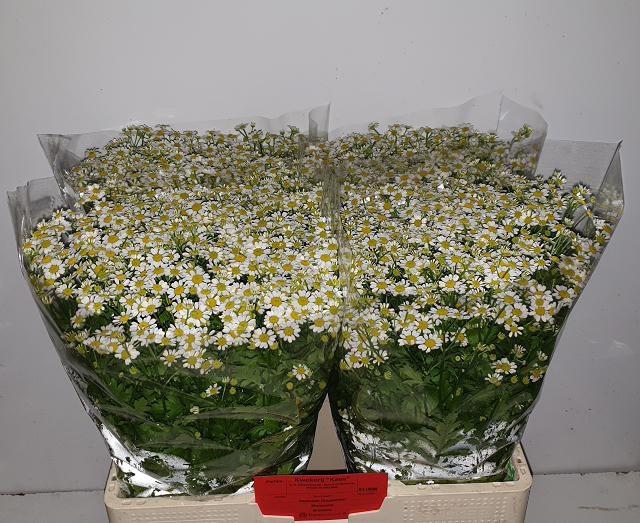 <h4>Tanacetum part Single Vegmo</h4>