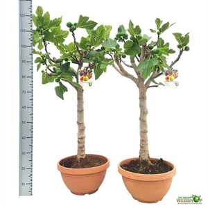 FICUS CARICA