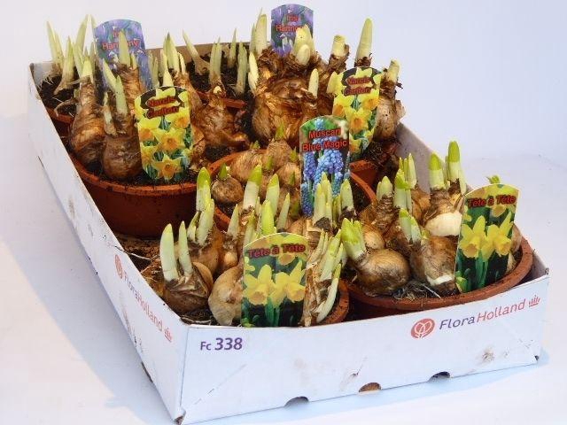 <h4>Bollenmix 16cm</h4>