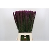 Liatris Callilepis