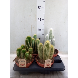 Cactus   ...mix