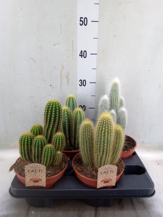 <h4>Cactus   ...mix</h4>