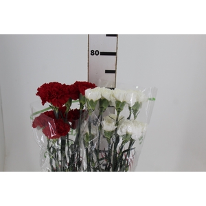 CRAVO 070 CM 2 CORES B/V
