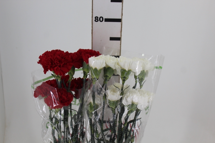 <h4>CRAVO 070 CM 2 CORES B/V</h4>
