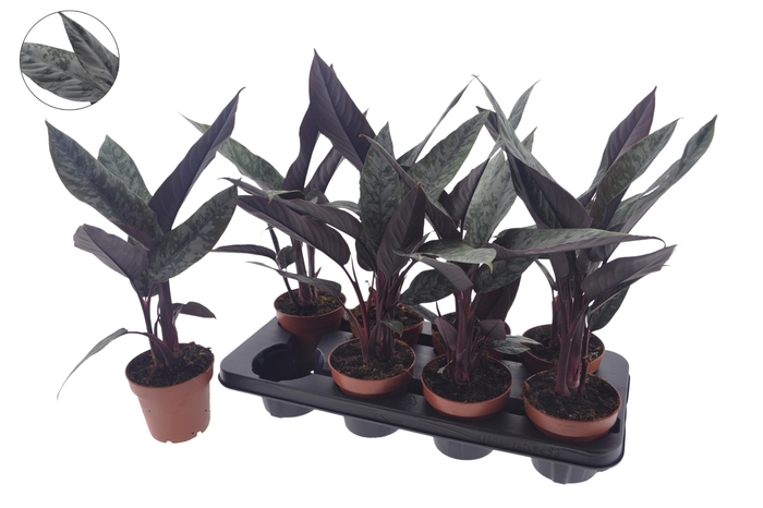 <h4>APOB ACUMINATISSIMA</h4>