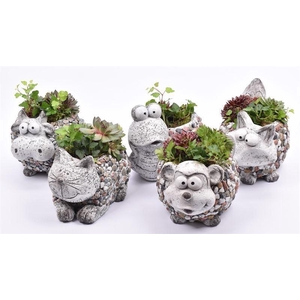 Arr.  Sempervivum L%