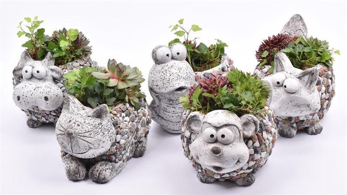 <h4>Arr.  Sempervivum L%</h4>