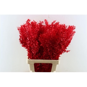 Pres Ruscus Red P Stem