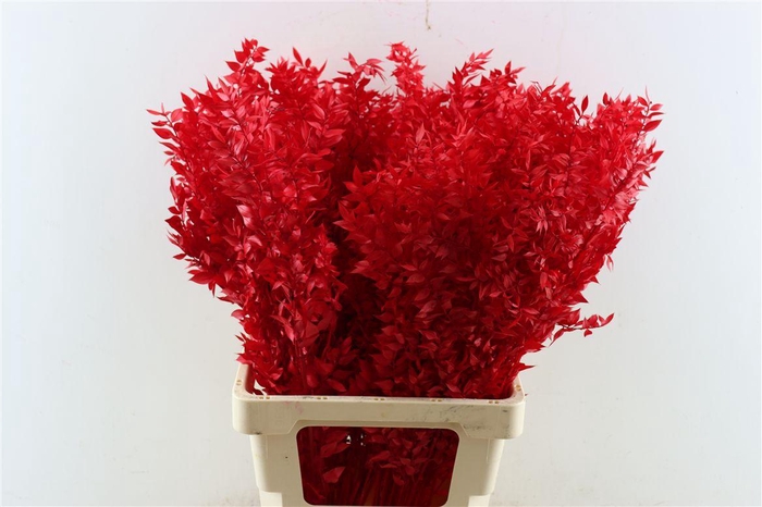 <h4>Pres Ruscus Red P Stem</h4>