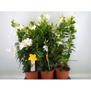 Mandevilla sand. 'SumStar White'