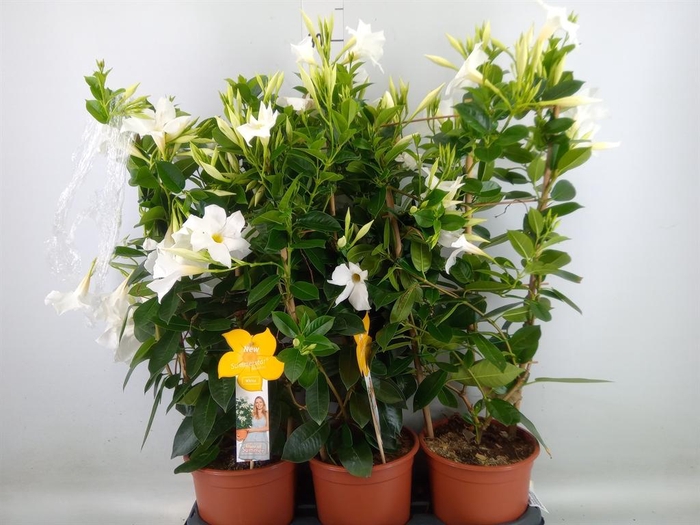 <h4>Mandevilla sand. 'SumStar White'</h4>