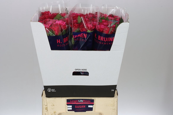 <h4>Rosa Gr Suzanne</h4>