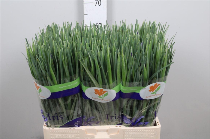 <h4>Iris Blue Magic</h4>