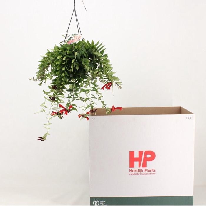 <h4>AESCHYN CARO IMP</h4>