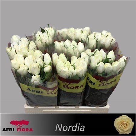 <h4>R Gr Nordia</h4>