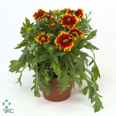 Gaillardia aristata 'Arizona Sun'