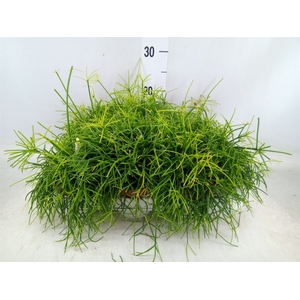 Rhipsalis cassutha