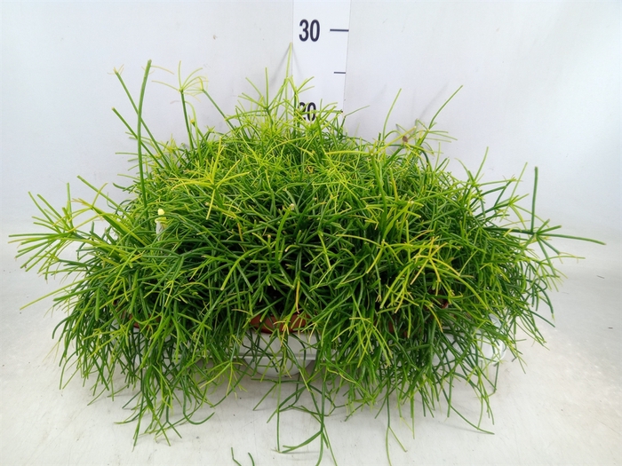 <h4>Rhipsalis cassutha</h4>