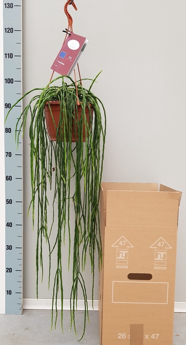 <h4>RHIPSALIS PARADOXA</h4>