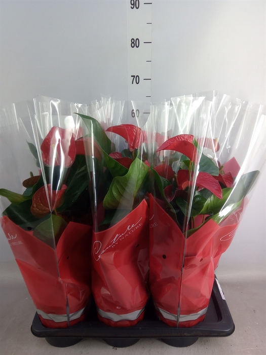 <h4>Anthurium andr. 'Red Bull'</h4>