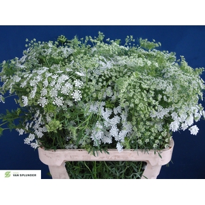 AMMI MAJUS