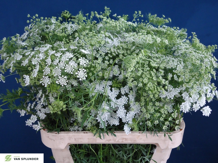 <h4>AMMI MAJUS</h4>