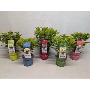 Hydrangea Paniculata 17 cm (Gardenlight Mix)