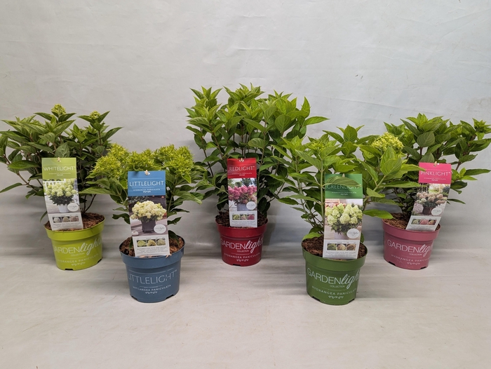 <h4>Hydrangea Paniculata 17 cm (Gardenlight Mix)</h4>
