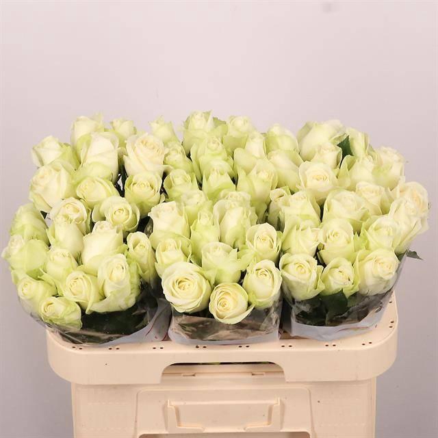 <h4>R Gr Snowstorm+</h4>