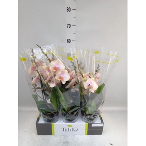 Phalaenopsis   ...yellow