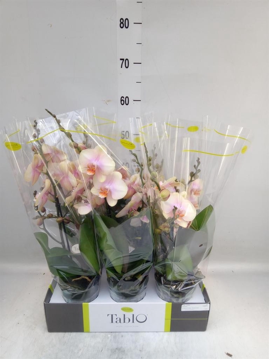 <h4>Phalaenopsis   ...yellow</h4>