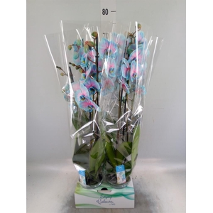 Phalaenopsis   ...