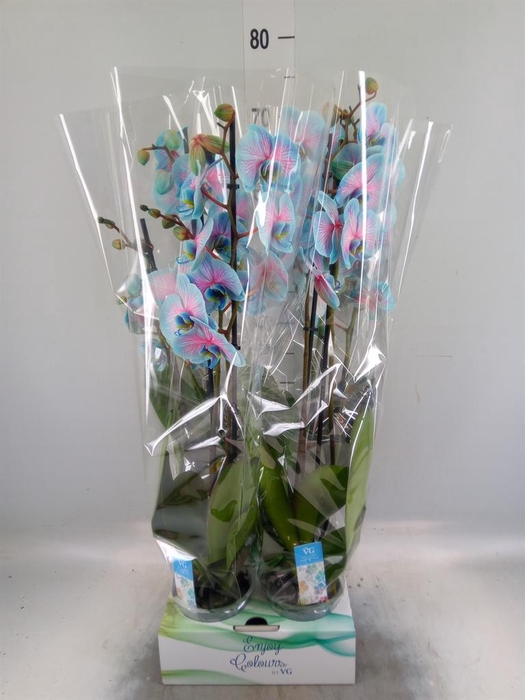 <h4>Phalaenopsis   ...</h4>